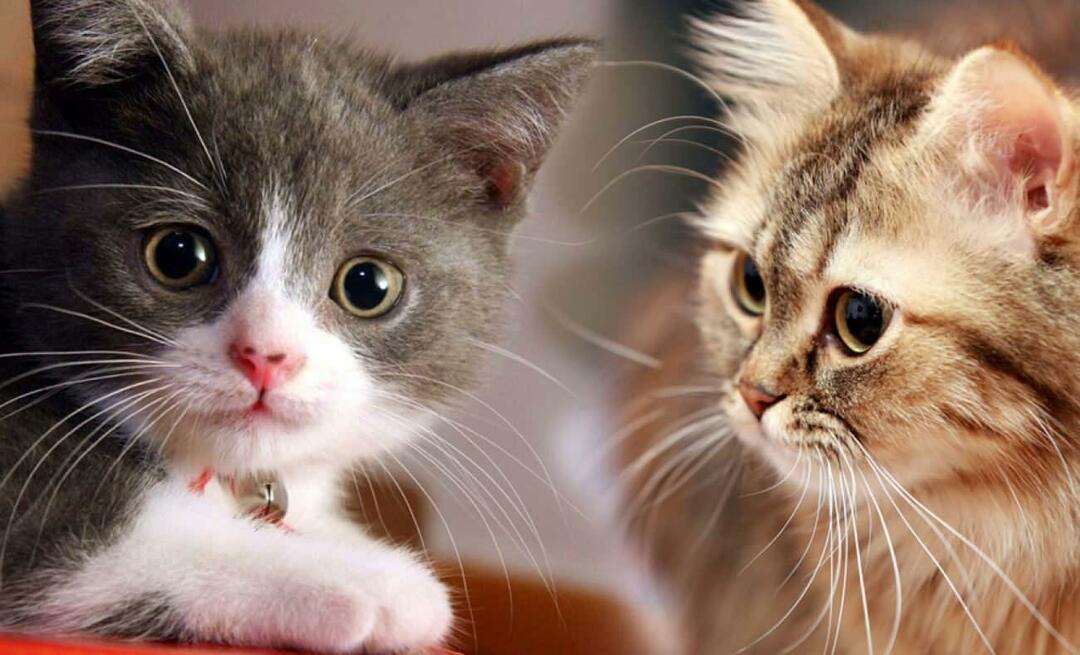 Τι κάνουν τα μουστάκια της γάτας; Οι γάτες έχουν κομμένα μουστάκια;