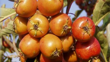 Ποια είναι τα οφέλη των φρούτων hawthorn; Εάν καταναλώνετε τακτικά ξίδι από Hawthorn ...