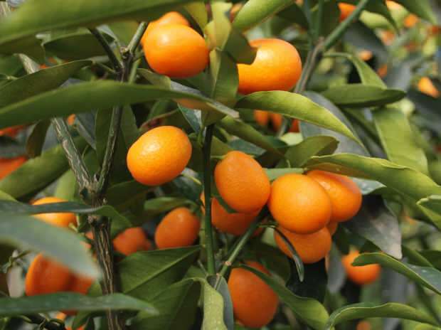 επίσης καλλιεργούνται σε kumquat