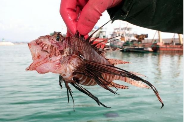 Δηλητηριώδη ψάρια που αλιεύονται στο Mersin!