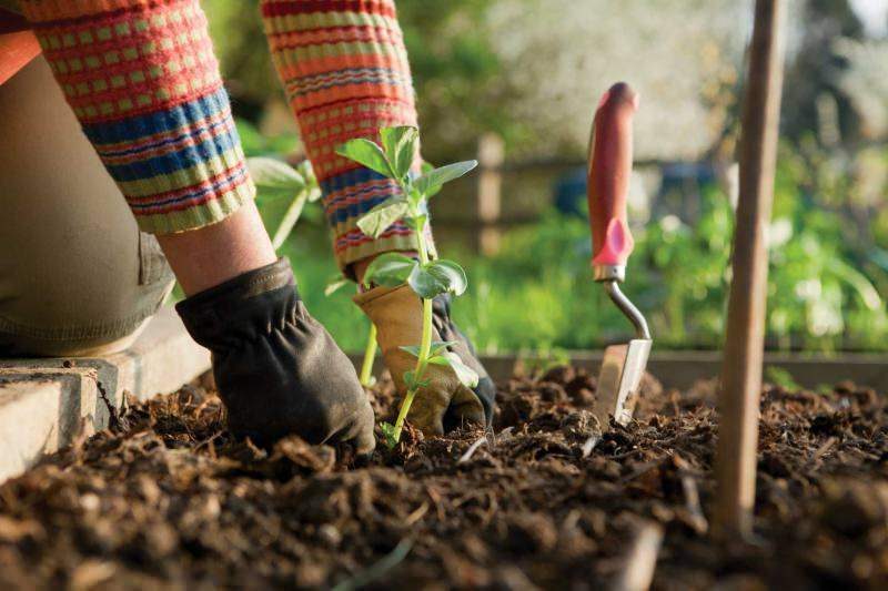 Τι να κάνετε στον κήπο το Σεπτέμβριο; Μερικές λεπτομέρειες για τη φροντίδα του κήπου τον Σεπτέμβριο