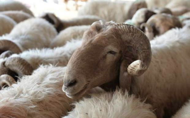 Τι πρέπει να λαμβάνεται υπόψη όταν αγοράζετε θυσιαζόμενα πρόβατα;
