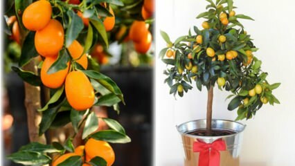 Πώς να μεγαλώσετε το κουμκουάτ σε μια γλάστρα; Kumquat φροντίδα στο σπίτι