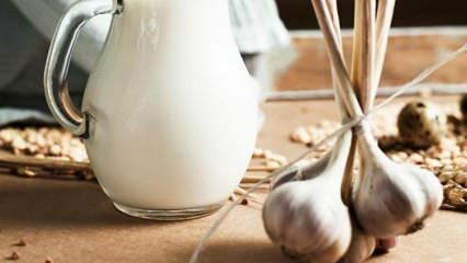 Πώς παρασκευάζεται το γάλα σκόρδου; Τι κάνει το γάλα σκόρδου; Παραγωγή γάλακτος σκόρδου ...
