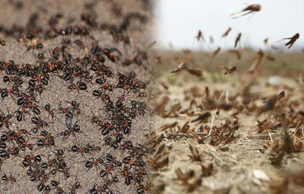 Πού είναι η εισβολή των μυρμηγκιών; Μόλυνση από μυρμήγκια μετά από προσβολή από ακρίδα