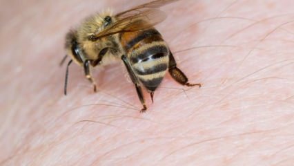 Τι είναι η αλλεργία των μελισσών και ποια είναι τα συμπτώματα; Φυσικές μέθοδοι που είναι καλές για τσίμπημα των μελισσών