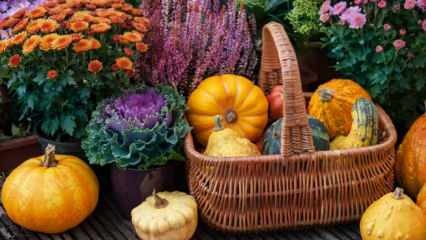 Ποια φρούτα και λαχανικά φυτεύονται τον Δεκέμβριο; Πράγματα που πρέπει να λάβετε υπόψη κατά τη φύτευση λαχανικών τον Δεκέμβριο