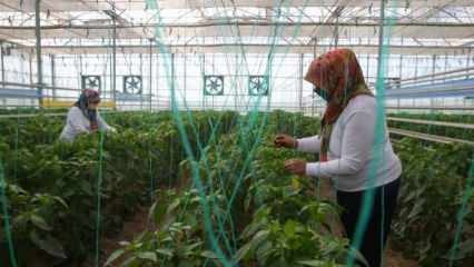 Εγχώρια και εθνική παραγωγή σπόρων από την TIGEM με γυναικεία δύναμη