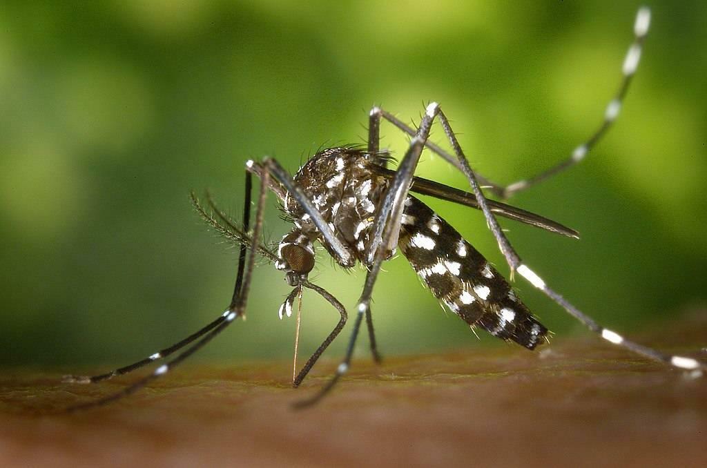 Κουνούπι Aedes